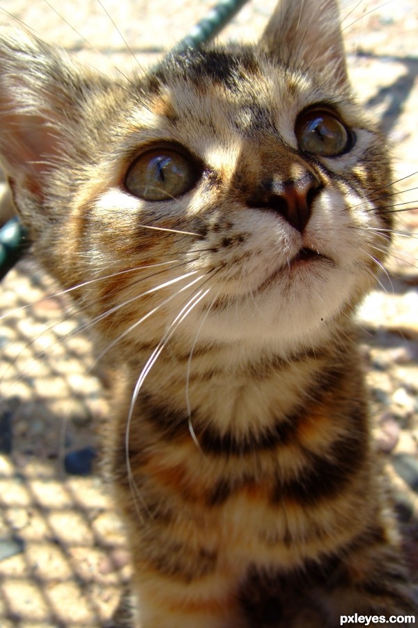 Kitten Whiskers 